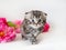 Little fluffy kitten on a white background with flowers