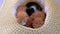 Little fluffy kittens are two weeks old, crawl in a straw hat