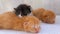 Little Fluffy Kittens are Two Weeks Old, Crawling Around on a White Rug.