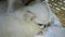 Little fluffy Pekinges puppy sits in a pet carrier.