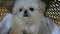 Little fluffy Pekinges puppy sits in a pet carrier.