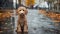 little fluffy puppy got lost. lonely puppy sits on the street of a big city. Autumn rain