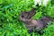 Little fluffy rabbit lurking in the green grass.