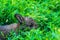 Little fluffy rabbit lurking in the green grass