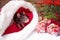 A little fluffy rat sits in a festive gift box. Christmas hat Santa Claus in an animal.A little gray rat is sitting in a