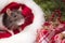A little fluffy rat sits in a festive gift box. Christmas hat Santa Claus in an animal.A little gray rat is sitting in a Santa hat