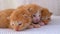 Little Fluffy Red Kittens are Two Weeks Old, Crawling Around on a White Rug