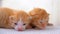 Little Fluffy Red Kittens are Two Weeks Old, Crawling Around on a White Rug