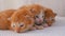 Little Fluffy Red Kittens are Two Weeks Old, Crawling Around on a White Rug