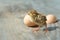 Little fluffy yellow chick hatched from the egg. Chick and eggshell on a wooden table