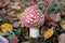 Little fly agaric grows in forest