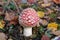 Little fly agaric grows in forest