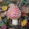 Little fly agaric grows in forest