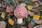 Little fly agaric grows in forest