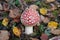 Little fly agaric grows in forest