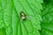 Little fly sits on a green leaf of a plant in nature