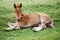 Little foal