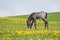 Little foal in field