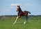 Little foal gallops on the green meadow