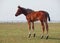 Little foal on green spring meadow