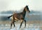 Little foal has fun in snow