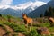 Little foal in mountains