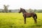 Little foal outdoors in the field in a rainy day