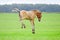 Little foal plays in summer rainy field