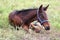 Little foal resting on grass