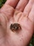 Little forest green frog sits on the hand, macrophoto. The young frog on the palm. Amphibian swamp photo. Fauna. Environmental