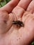 Little forest green frog sits on the hand, macrophoto. The young frog on the palm. Amphibian swamp photo. Fauna. Environmental