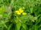 Little four leaf flower blooming In Wild