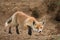 Little Fox hunts near his hole