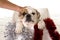 Little French bulldog cub in Christmas box as Santa present in dog gift xmas concept