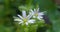 Little Fresh Soft Garden Flowers in Close-up View