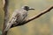 Little friarbird