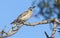 Little Friarbird with blue sky background