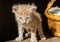 Little frightened kitten next to a basket, close-up