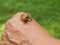 Little frog sitting on hand