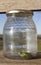 Little frog trapped in a glass jar