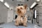 Little fun doggy yorkshire terrier posing on manipulation table inside pet ambulance car. Veterinary clinic promotion