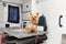 Little fun doggy yorkshire terrier posing on manipulation table inside pet ambulance car. Veterinary clinic promotion