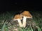 Little fungi at night photographed with flash