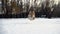 Little funny corgi fluffy puppy walking outdoors at the winter day