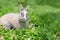 Little funny dwarf rabbit showing a tongue. Easter bunny on a green background