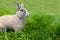 Little funny dwarf rabbit showing a tongue. Easter bunny on a green background