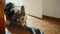 Little funny and fury Corgi Dog barks and attacks vacuum cleaner.