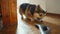 Little funny and fury Corgi Dog barks and attacks vacuum cleaner.