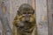 Little funny gabon talapoin with cub in an embrace on a wooden background.