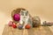 Little funny kitten with a ball of knitting. Cute fluffy cat is playing with ball of knitting. Cute kitten and ball of thread